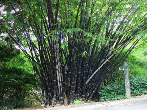 Black bamboo[Gigantochloa atroviolatia] - Online shopping site for ...