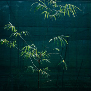 bamboo lathi plant