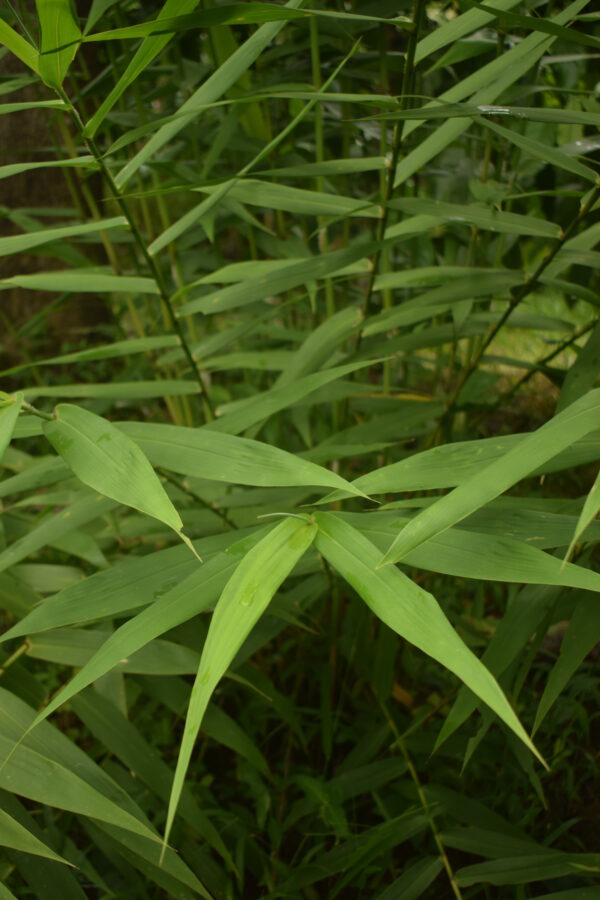 Tiger grass 2
