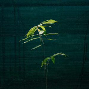 dendrocalamus asper bamboo plant