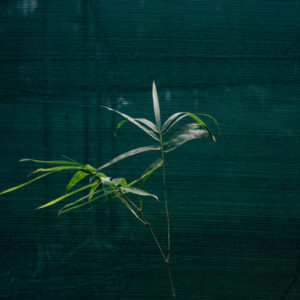 garden bamboo plants